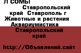 Л СОМЫ 201 340 183.............. - Ставропольский край, Ставрополь г. Животные и растения » Аквариумистика   . Ставропольский край